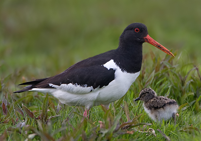 scholekster met een jong.jpg